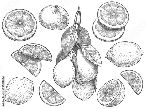 Sketch lemon. Hand drawn sliced lemons, citrus fruit with leaves and half lemon vector illustration set. Lemon citrus half, fresh botanical fruit