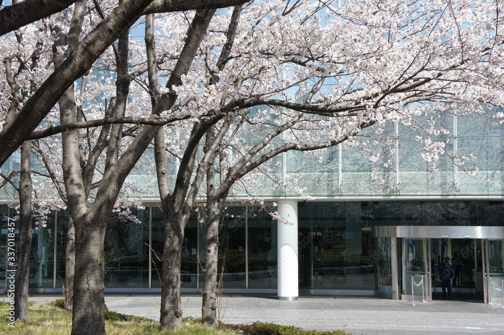 Japanese cherry blossoms. April is the cherry blossom season in Japan. Japanese cherry blossoms. April is the cherry blossom season in Japan.