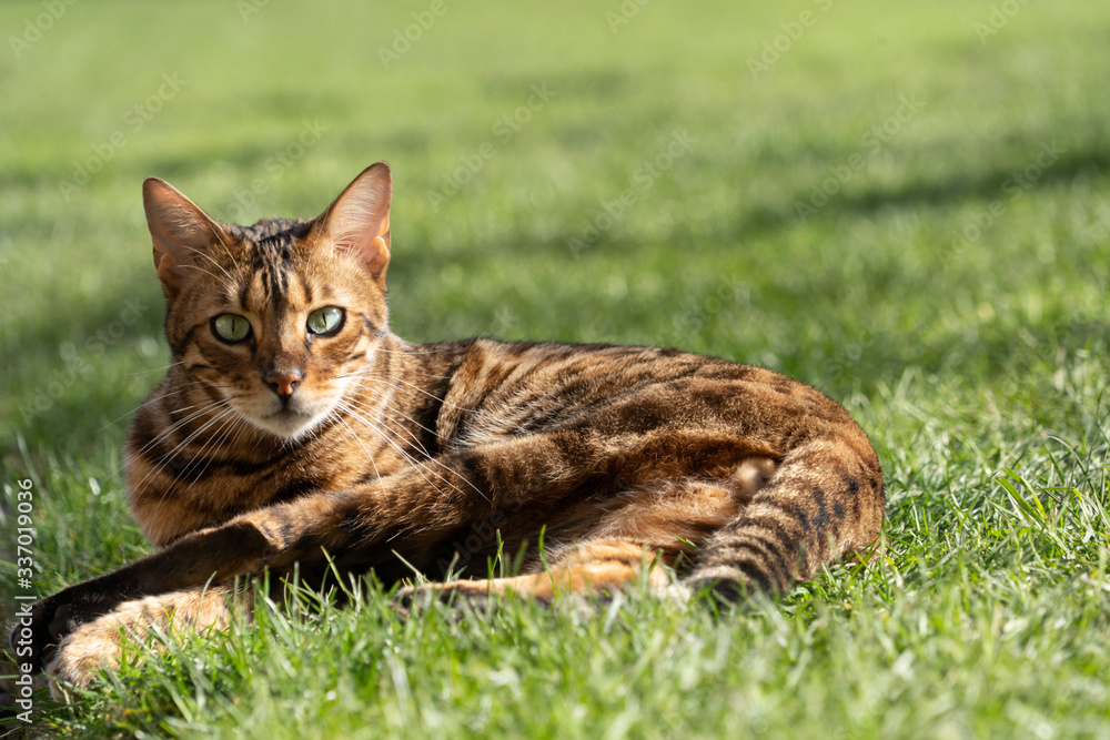 Cute Brown and Black Bengal Cat lying on a grass lawn.
