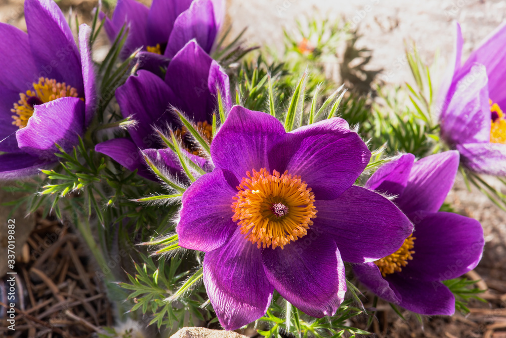 Pasque Flower Pulsatilla vulgaris in Garden Close-up Pasque Flower Pulsatilla vulgaris in Garden Close-up