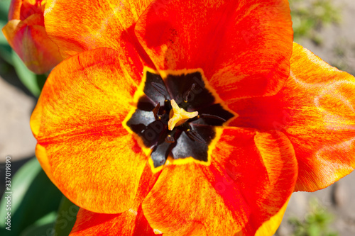 Close-up shot of a tulip with red-yellow petals. Background for flowers, spring flowering and floriculture.
