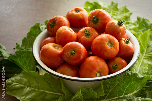 Fototapeta Naklejka Na Ścianę i Meble -  Homegrown tomatoes harvested from garden surrounded by swiss chard