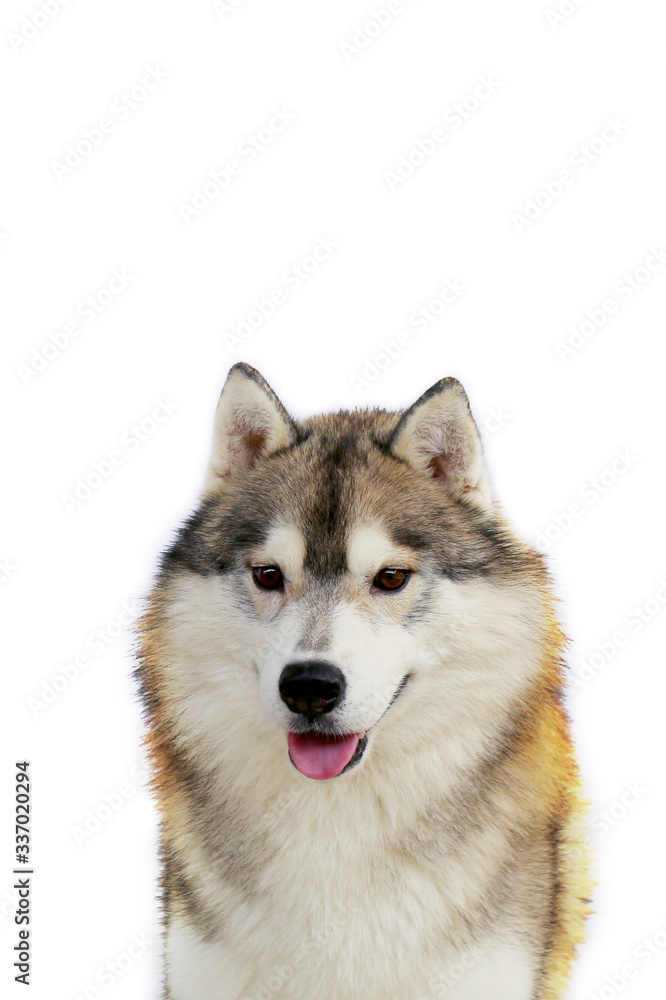 Siberian Husky dog grey and white colours smiling portrait with white background.