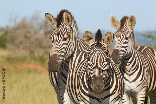 three zebras close together standing still and staring at the camera