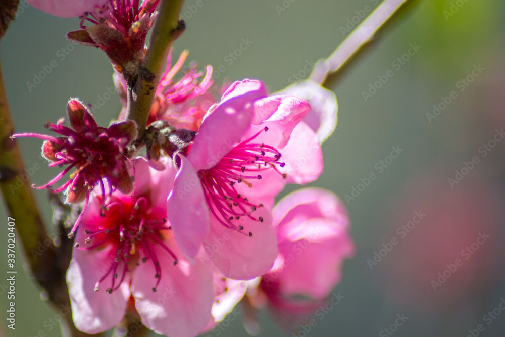 Obraz premium Peach tree blossom, tender pink flowers in spring on blue sky, selective focus, seasonal nature flora