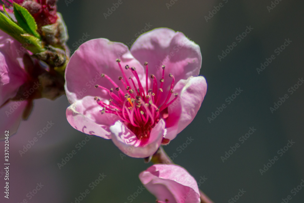 Peach tree blossom, tender pink flowers in spring on blue sky, selective focus, seasonal nature flora Peach tree blossom, tender pink flowers in spring on blue sky, selective focus, seasonal nature flora