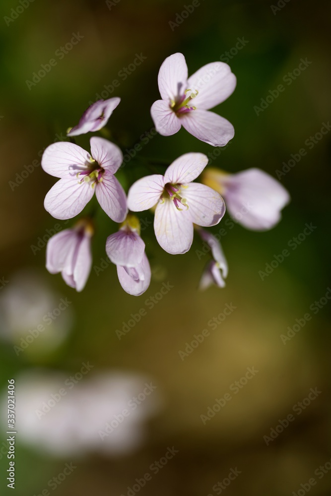 Cardamone rose Cardamone rose