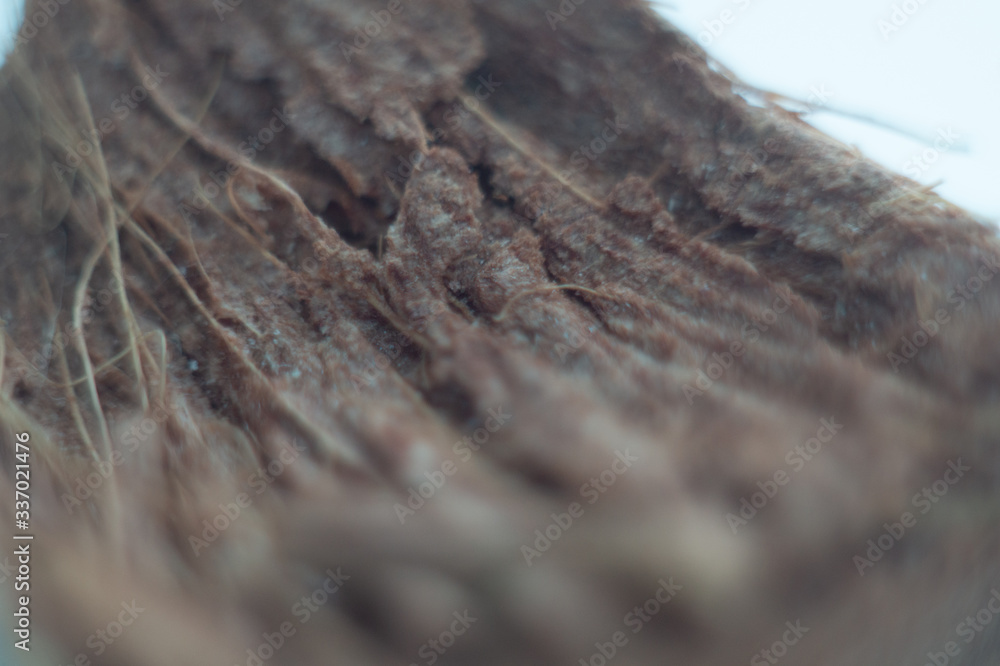 macro coconut peel beautiful home collection macro coconut peel beautiful home collection