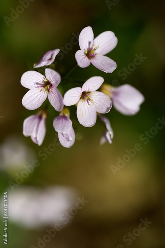 Cardamone rose