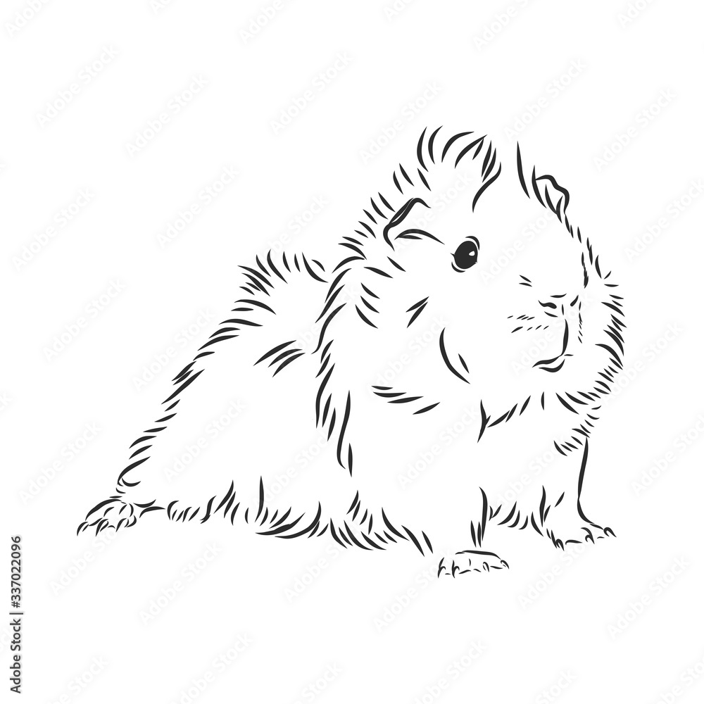 cute Guinea pig, pet, vector sketch illustration cute Guinea pig, pet, vector sketch illustration