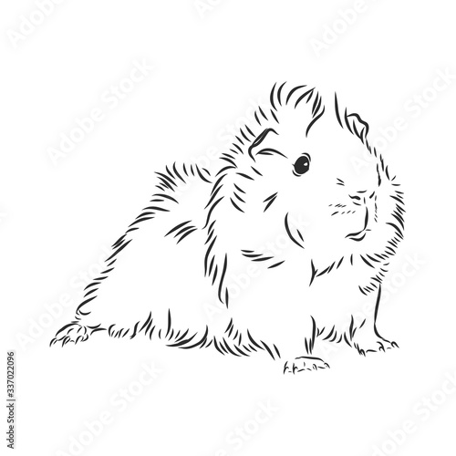 cute Guinea pig, pet, vector sketch illustration