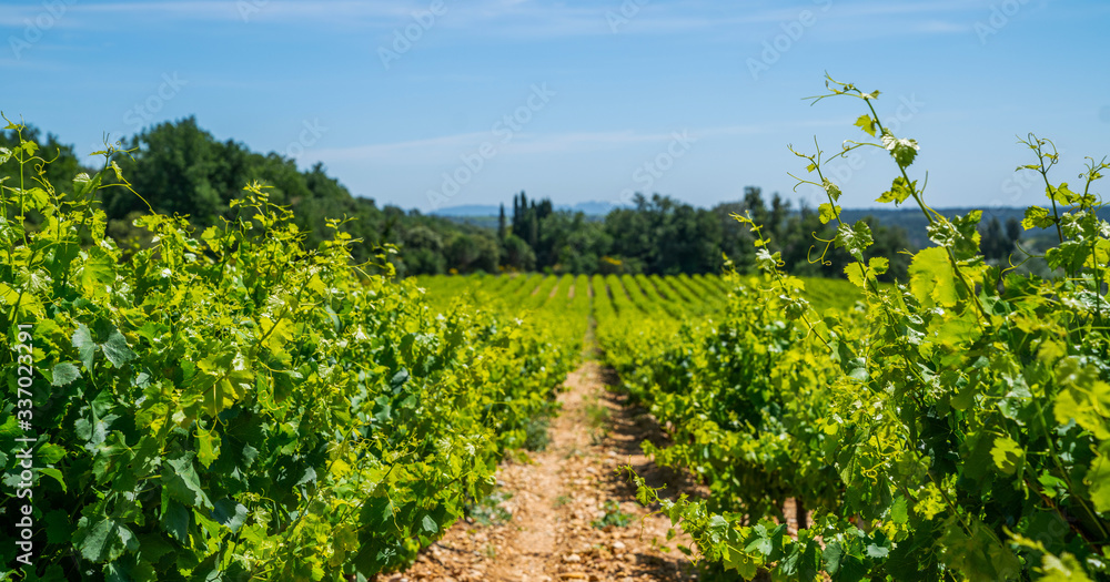 Wide panoramic shot of a summer vineyard. Travel to France. Deep blue sky over vineyard. Wine Route in sunny day. Gorgeous view over a South France landscape.