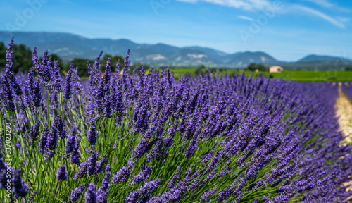 Panorama field lavender morning summer background. Shallow depth of field. Travel to France. Deep blue sky. Gorgeous view over a South France landscape. Gordes  Vaucluse  Provence  France  Europe.