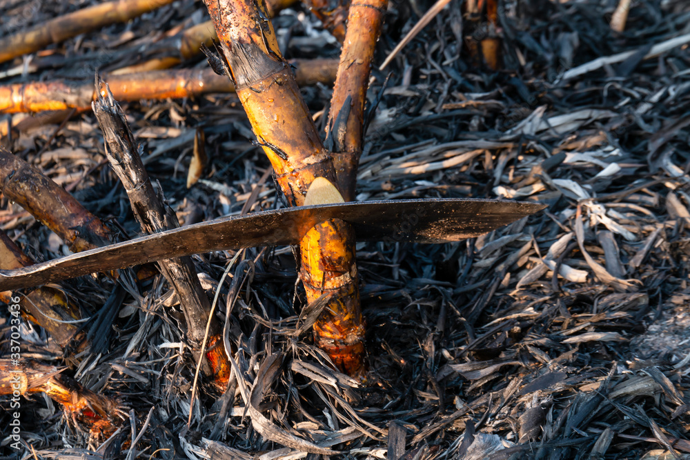 sugarcane burned and cutting knives in the harvest season, sugar cane fresh and knife close-up, sugarcane burned in plantation sugarcane burned and cutting knives in the harvest season, sugar cane fresh and knife close-up, sugarcane burned in plantation