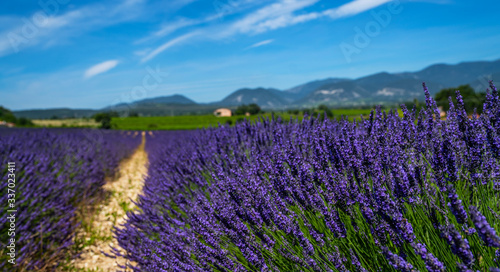 Panorama field lavender morning summer background. Shallow depth of field. Travel to France. Deep blue sky. Gorgeous view over a South France landscape. Gordes, Vaucluse, Provence, France, Europe.