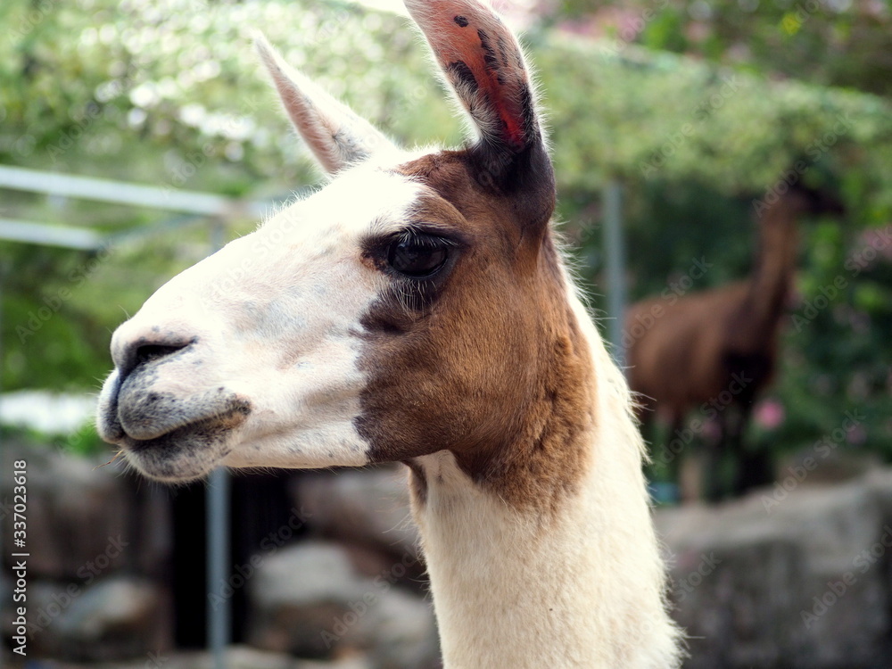 Obraz premium close up of a white alpaca