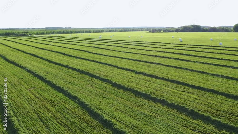 Agricultural Field With Fresh Cut Grass In Straight Lines Dries In Sun Aerial Agricultural Field With Fresh Cut Grass In Straight Lines Dries In Sun Aerial