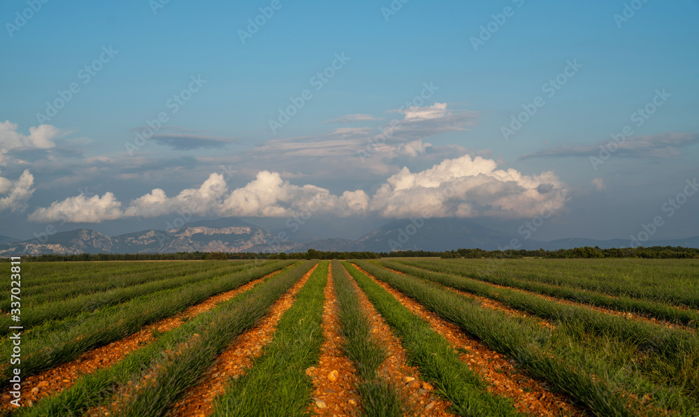Green rows of lavender flowers in the field with perspective.Lavender green plants. Newly planted lavender. Industrialy growing lavender in rows. Small green bushes. Ecology and environment concept.