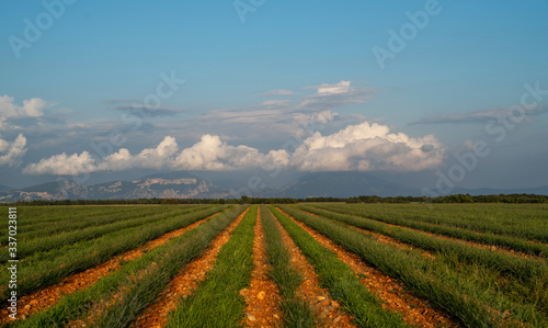 Green rows of lavender flowers in the field with perspective.Lavender green plants. Newly planted lavender. Industrialy growing lavender in rows. Small green bushes. Ecology and environment concept. photo