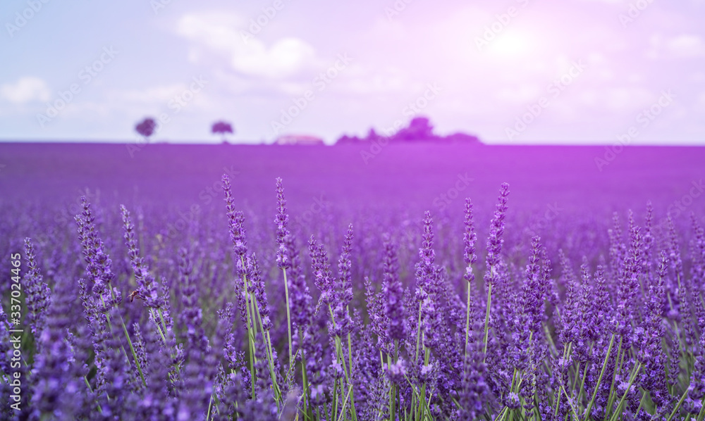 Selective focus on lavender flowers in flower field. Morning summer blur background. Spring lavender background. Flower background. Shallow depth of field. Provence, Valensole Plateau, France.
