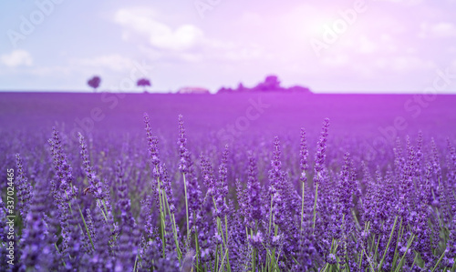 Selective focus on lavender flowers in flower field. Morning summer blur background. Spring lavender background. Flower background. Shallow depth of field. Provence  Valensole Plateau  France.