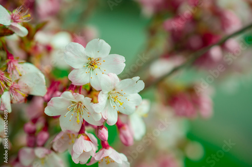 apple tree blossom photo