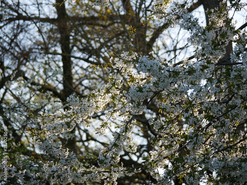 der Bunte Frühling