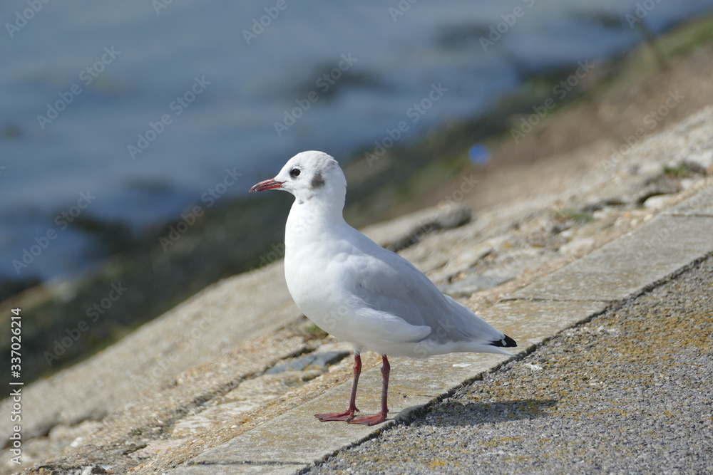 seagull on the beach seagull on the beach