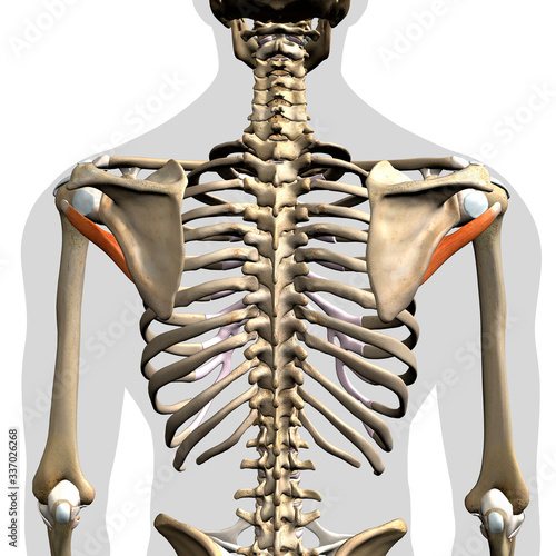 Εκτύπωση καμβά Teres Minor Muscles Isolated in Posterior View Human Anatomy on White Background