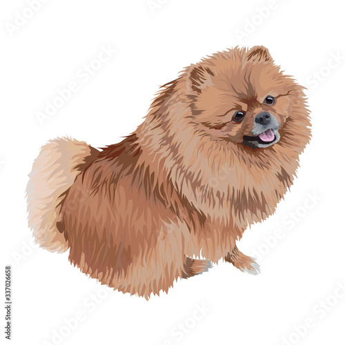 Standing dog. A Pomeranian Spitz on the white background.