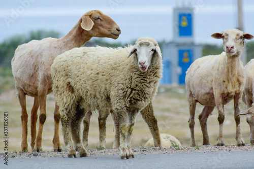Fototapeta Naklejka Na Ścianę i Meble -  a lamb grazes along a highway