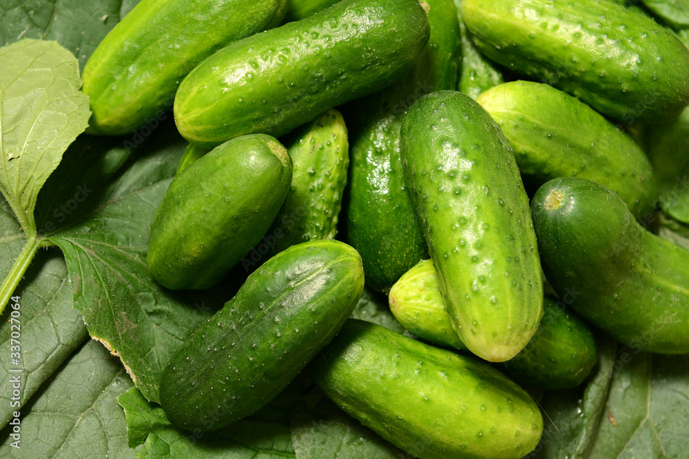Fresh cucumbers lie together on green leaves. The texture of green vegetables. Fresh cucumbers lie together on green leaves. The texture of green vegetables.