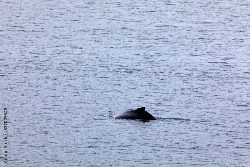 Fototapeta premium Inside Passage, Alaska / USA - August 18, 2019: A whale at Inside Passage, Inside Passage, Alaska, USA
