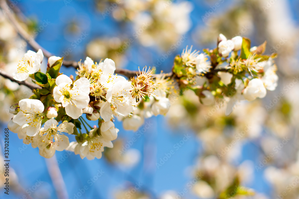 Cherry branch. Blossoming cherry. White flower. Blossoming cherry on a sky background.