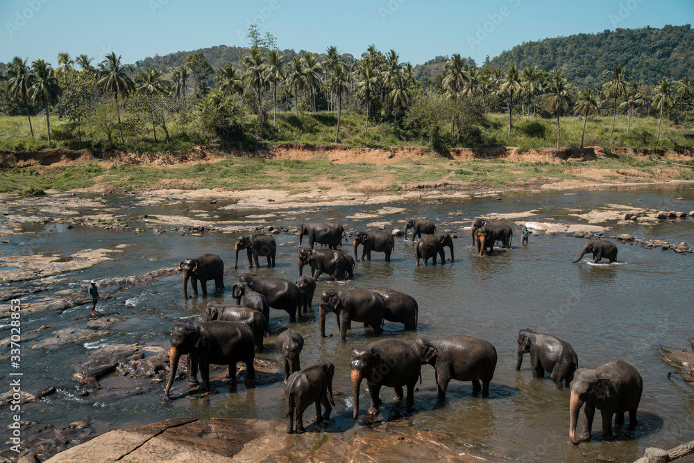 Obraz premium Elephants bathing in tropical river in Sri Lanka