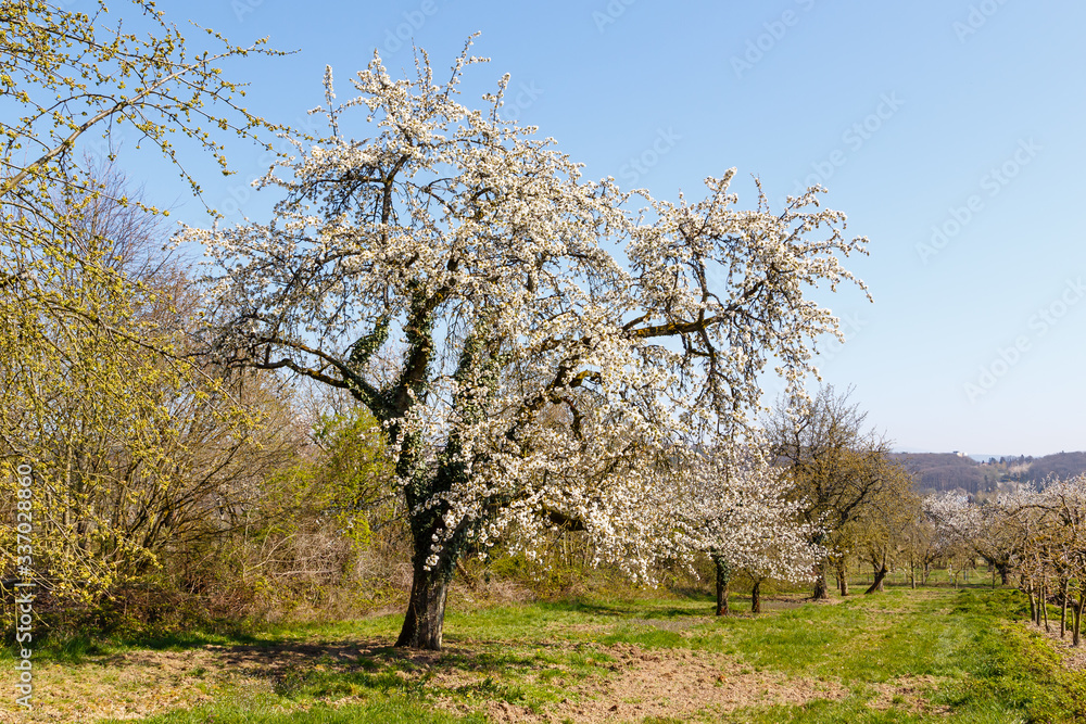 Kirschblüte in Wiesbaden-Frauenstein. 06.04.2020. Kirschblüte in Wiesbaden-Frauenstein. 06.04.2020.