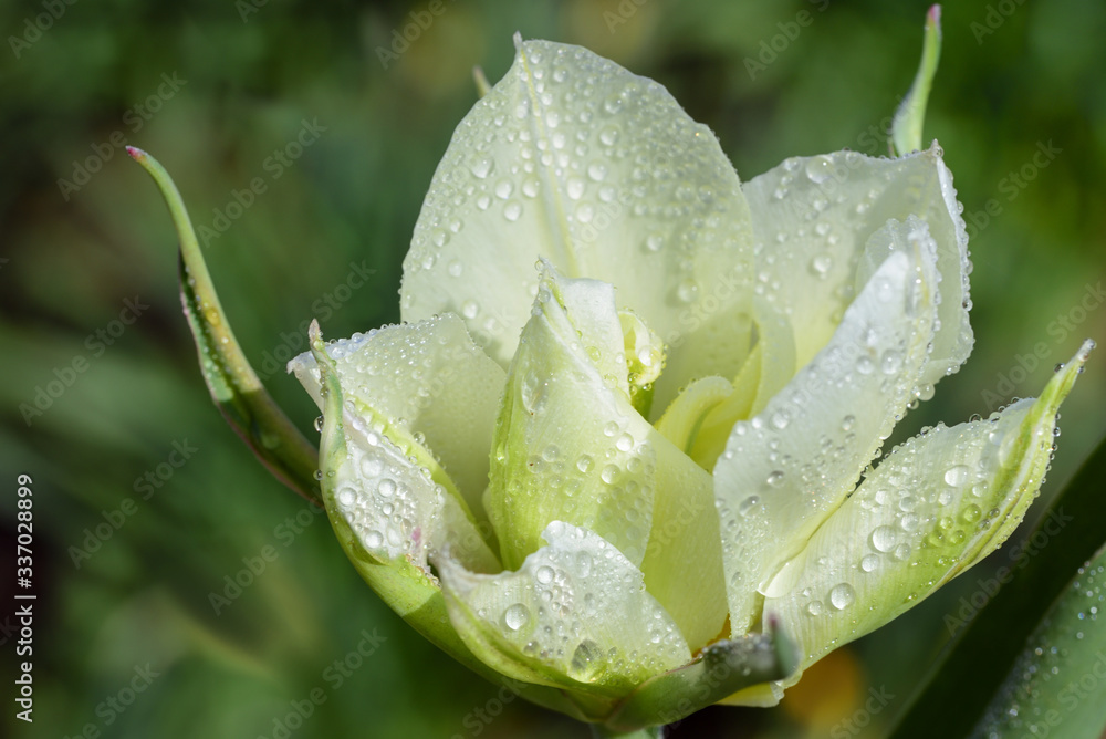 Close-up of a white blossom of a tulip with drops of water in spring against a green background in nature