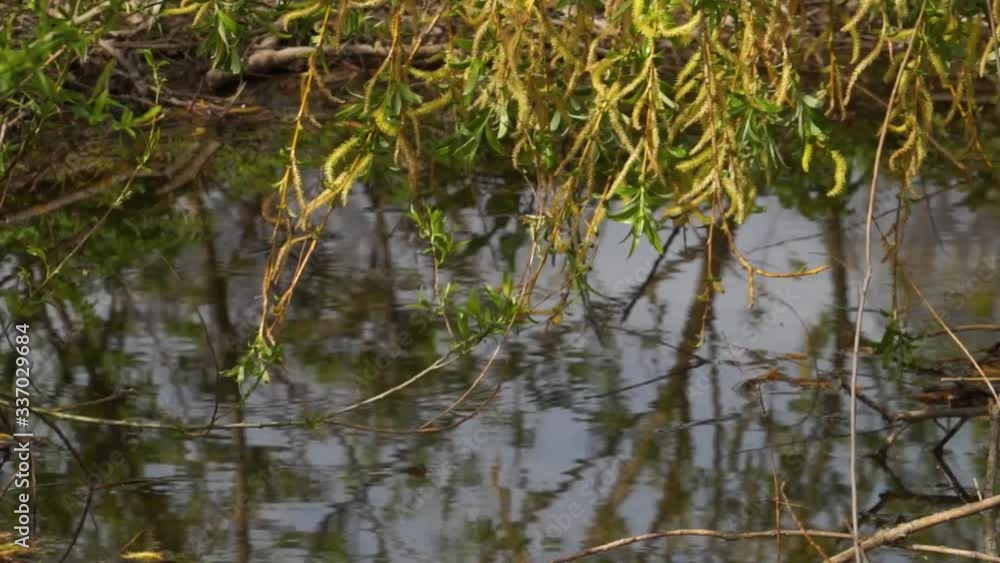 flowing spring stream under the willow flowing spring stream under the willow