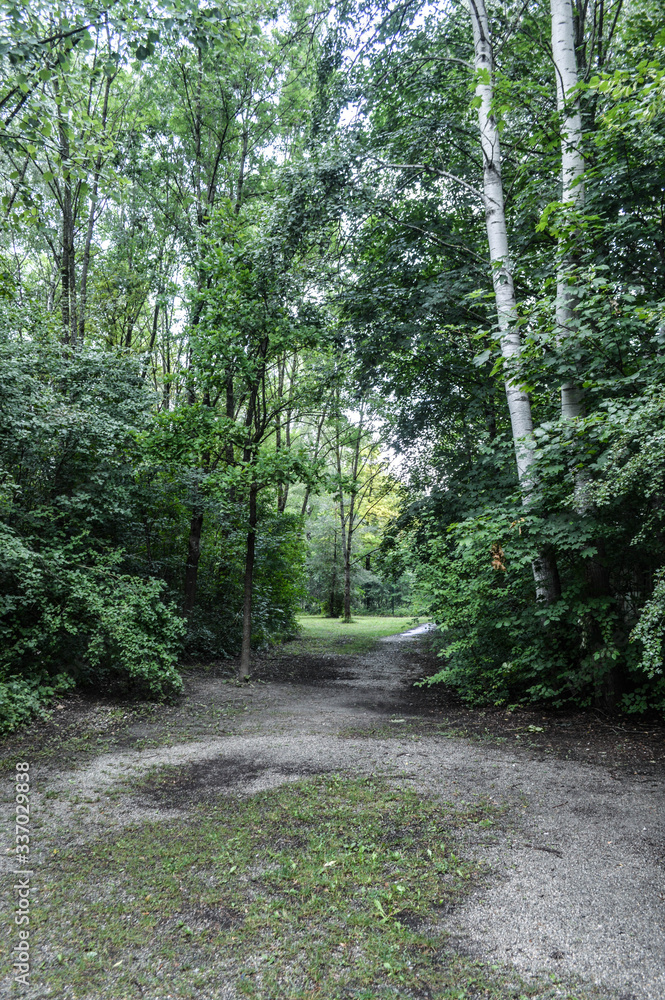 Obraz premium path in the forest