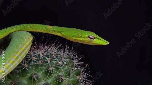 Oriental whip snake or Ahaetulla prasina is a species of snake in the family Colubridae native to southern Asia. Its common names include Asian vine snake. photo