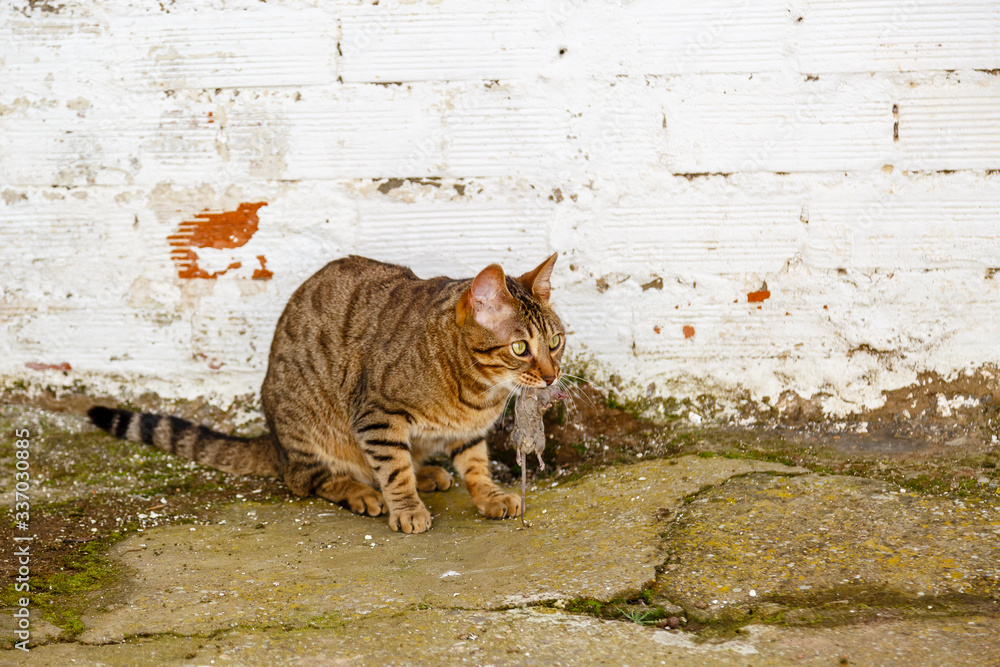 Φωτογραφία Gato de raza bengal√≠ con un rat√≥n atrapado en su boca