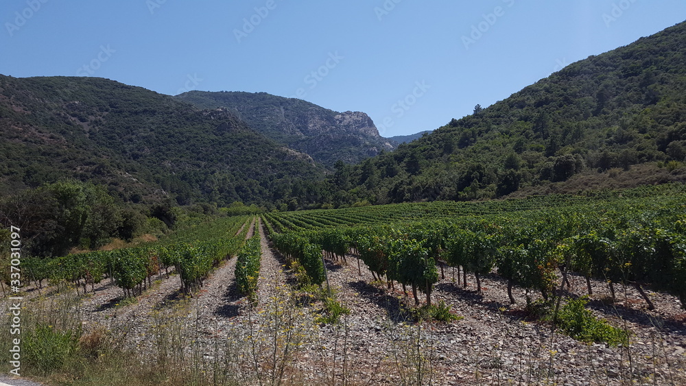 Viñedo ecológico