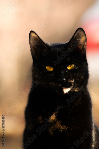 Portrait of a pacified black cat on a simple background in nature