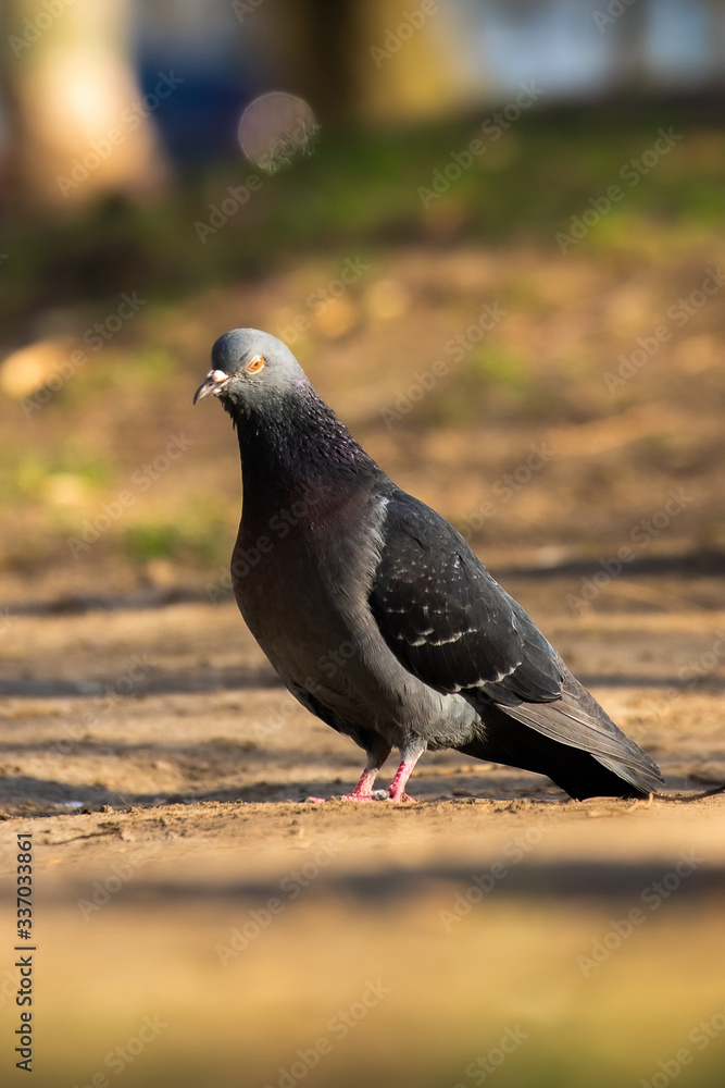 Fototapeta premium Angry dove portrait in spring light on a footpath
