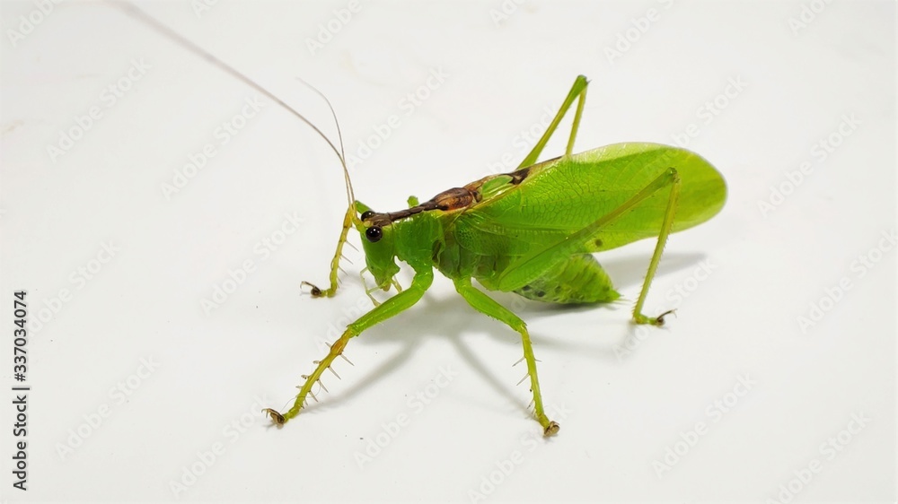 Photo of A Ensifera or a green grasshopper Photo of A Ensifera or a green grasshopper