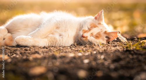 Warm and cozy photo of a cat basking in the sun