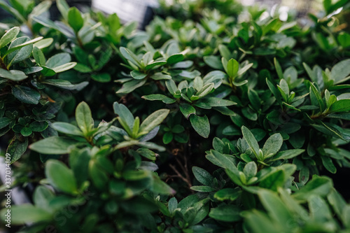 Wallpaper Mural garden plants in boxes ready for summer season and sale Torontodigital.ca