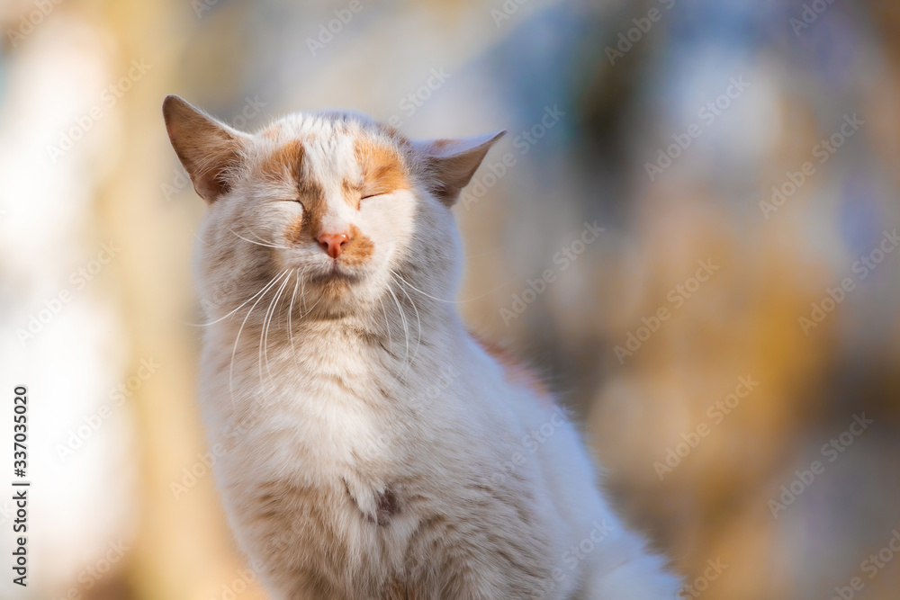 Fototapeta premium The cat at the time of shelling, portrait on a beautiful background