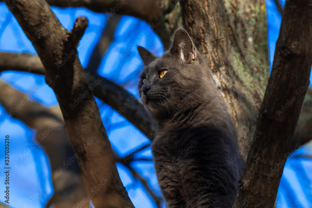 Proud cat on a tree Proud cat on a tree