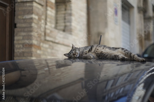 Cat on the car